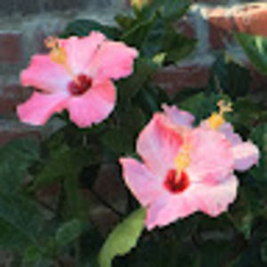 Meet your Posher, Leah